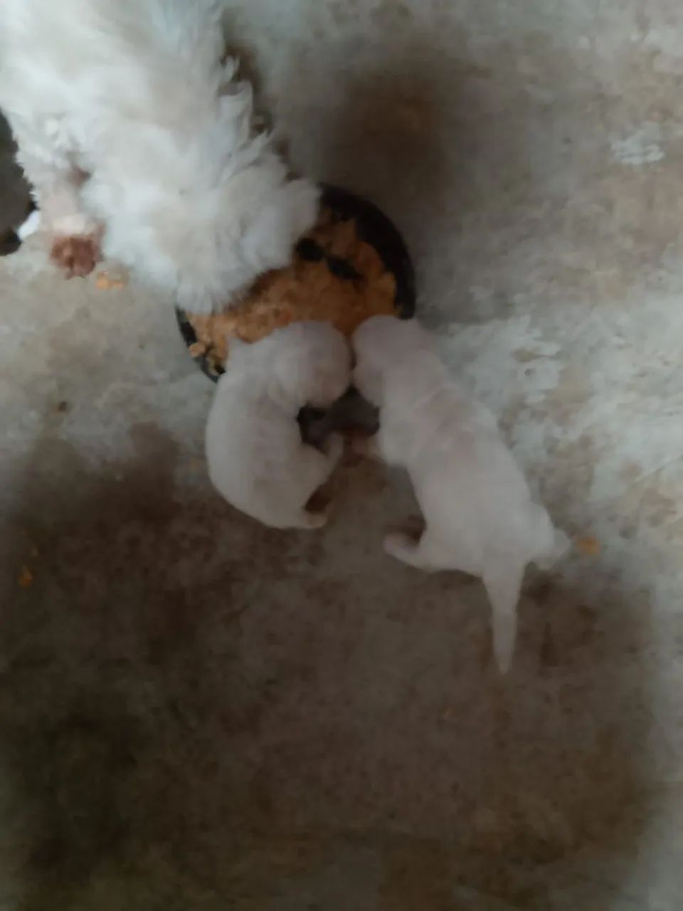 Casal de podoll 