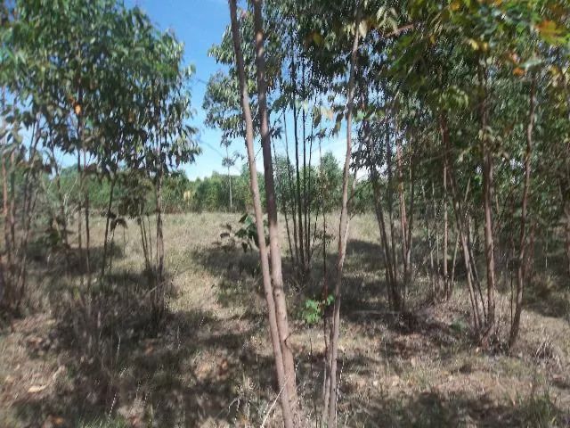 Chácaras em Alexânia - Meio Alqueire - - Foto 3