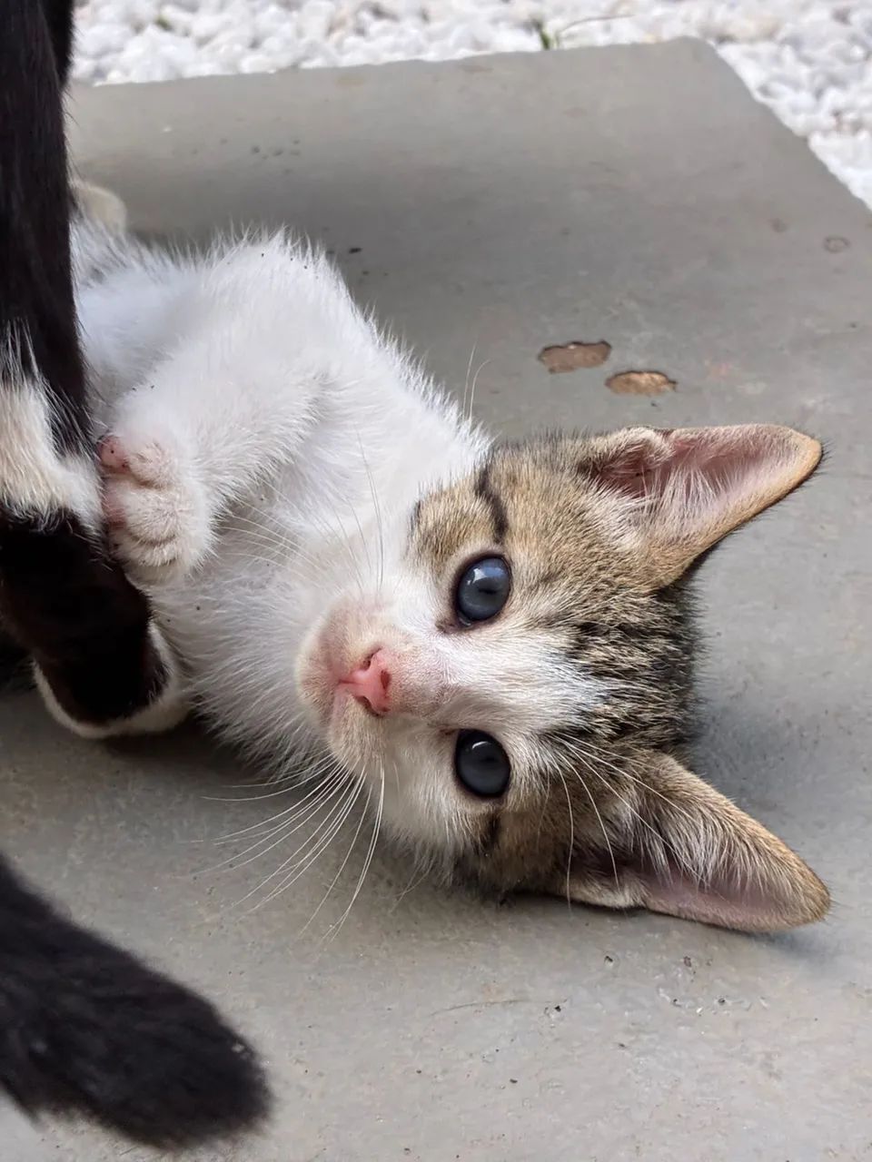 Gatinhos - Foto 3