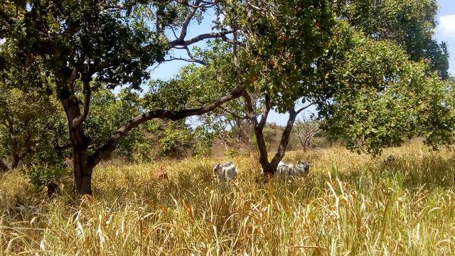 Propriedade Rural - Foto 15