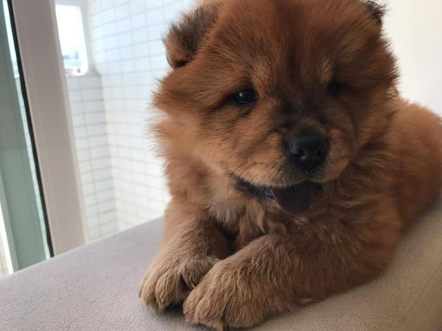 Chow Chow Americano - Foto 3