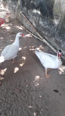 Promoção Dois Patos - Foto 2