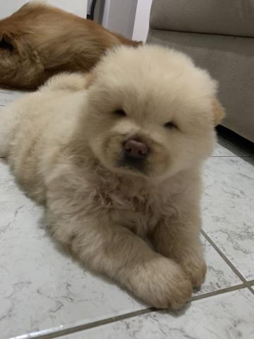 Filhote ChowChow Branco Porte Americano