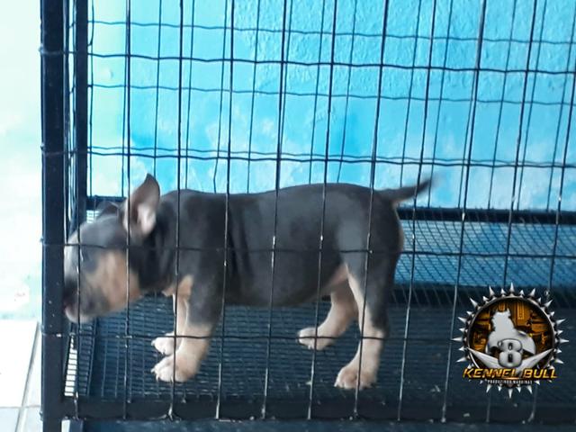 American bully - Foto 4