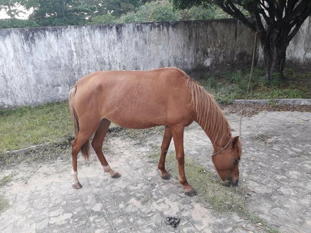 Vendo egua ingetada de um cavalo de raça - Foto 3