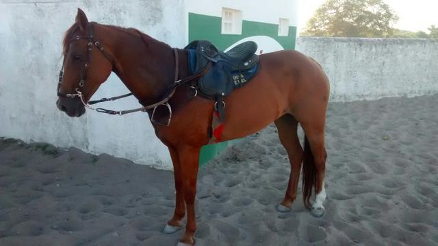 Cavalo - Foto 3