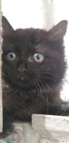 Gatinhos para adoção responsável e amorosa urgente!