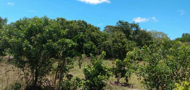 Vende se chácara em Estevão"Alagoinhas" - Foto 4