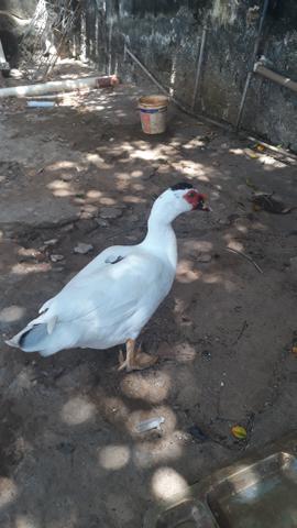Promoção Dois Patos - Foto 3