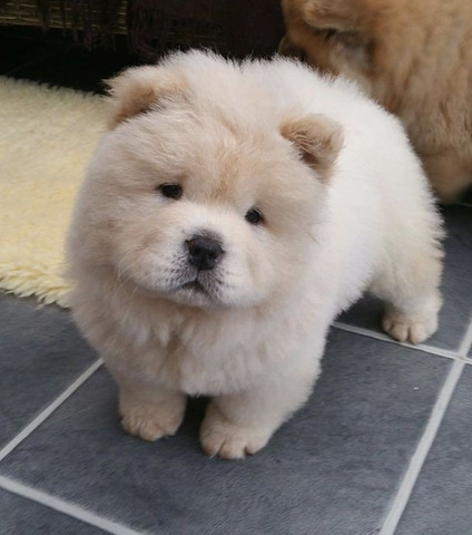 Chow chow creme, preto ou canela - Foto 3