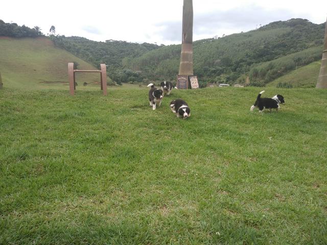 Florianópolis _ Border Collie (M e F) - Foto 2