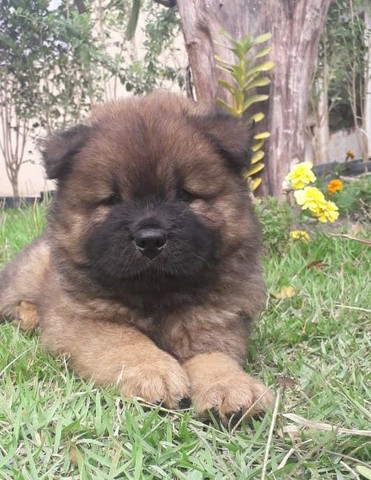 Chow Chow Macho Garantia de Tamanho e Pureza