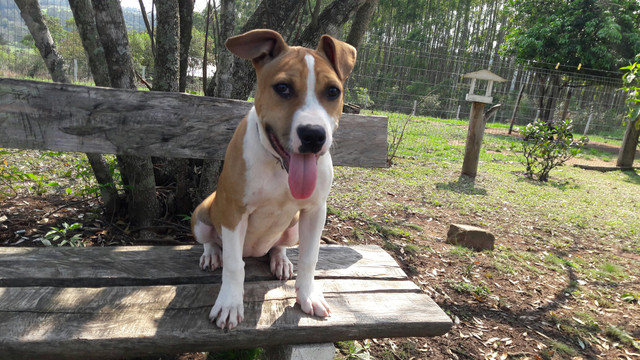 Pitbull - Foto 3