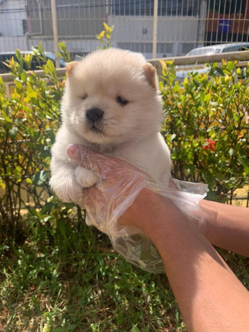 Chow-chow disponível para sua felicidade - Foto 2