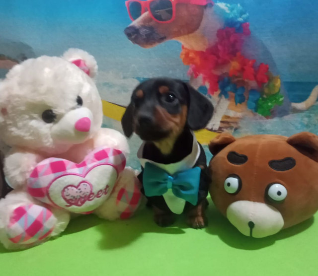 OS MAIS LINDOS FILHOTES - BERÇARIO AMOR DE BIXO - Foto 4