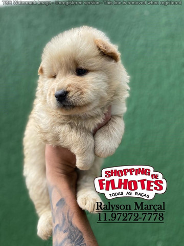 ChowChow maior loja de filhotes do Brasil 12 clinicas veterinárias para te atender! - Foto 2