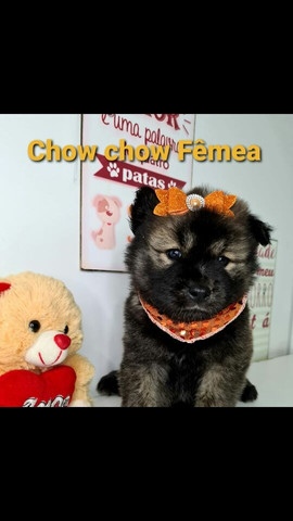 Chow chow disponível promoção