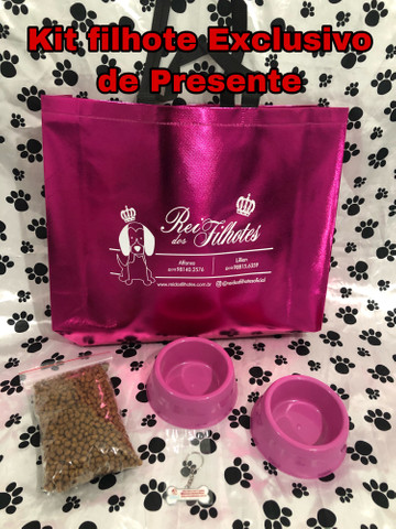 Só Aqui Pinsher Filhotes Fofos com Kit de Presente - Foto 6