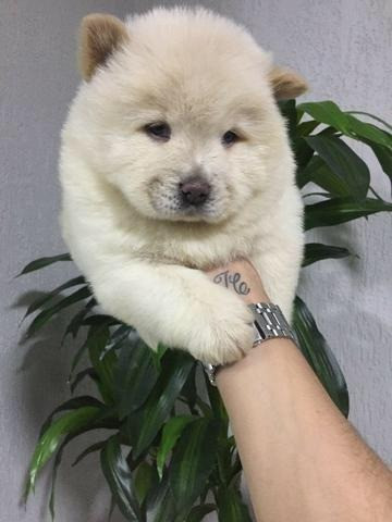 Chow-chow laranjinha/creme e pretinho, machos e femeas