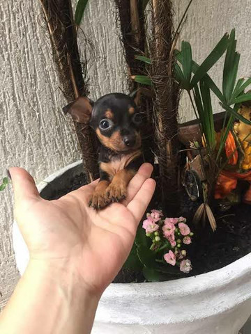 Pinscher a pronta entrega