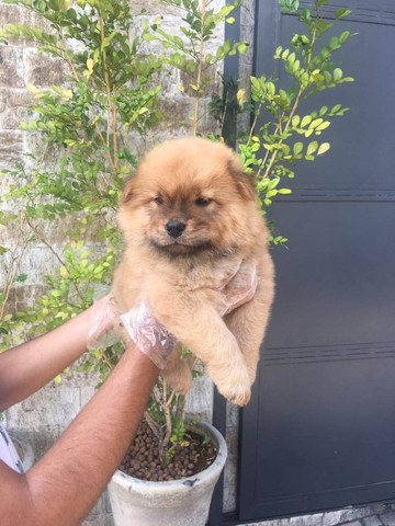 Chow-chow laranjinha/creme e pretinho, machos e femeas - Foto 2