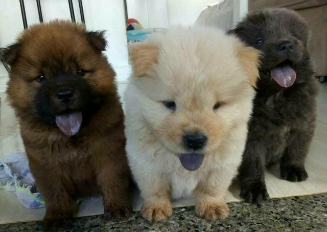 Chow chow lindos filhotinhos disponíveis