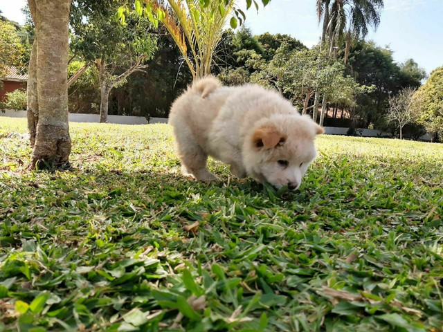 Chow chow machinho com pedigree - Foto 3
