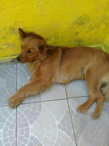 Doação de cachorra Chow Chow - Foto 3