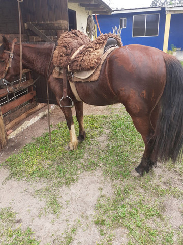 Potro top vender bem domado bom laço capado - Foto 6