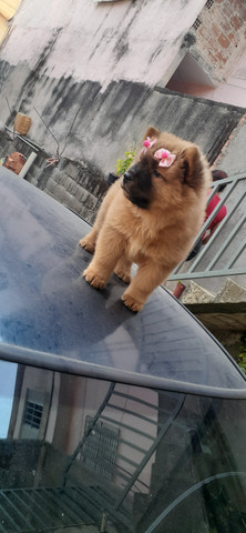 Chow- Chow - Foto 4
