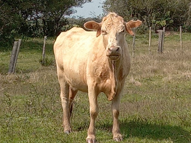 Vacas carnudas de segunda cria