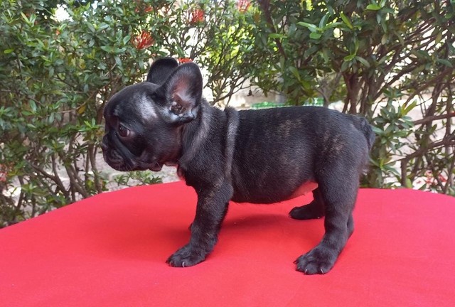 Bulldog Francês - Fêmea, 3 meses - Excelente Linhagem - Com o pedigree, em 12 x no cartão.
