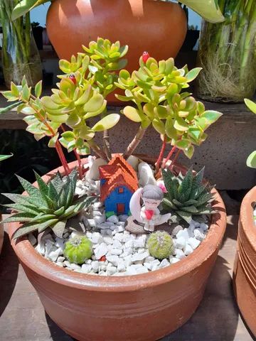 Minis jardins de cactos e suculentas  - Foto 5