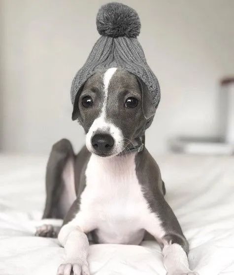 Lebrel Italiano - Machos 