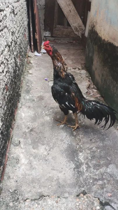 Galos - Adulto 300 cada