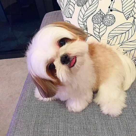 Shih Tzu filhotes alegres e felizes 