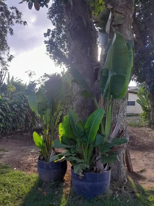 Vendo palmeiras do viajante *LEIA O ANUNCIO* - Foto 5