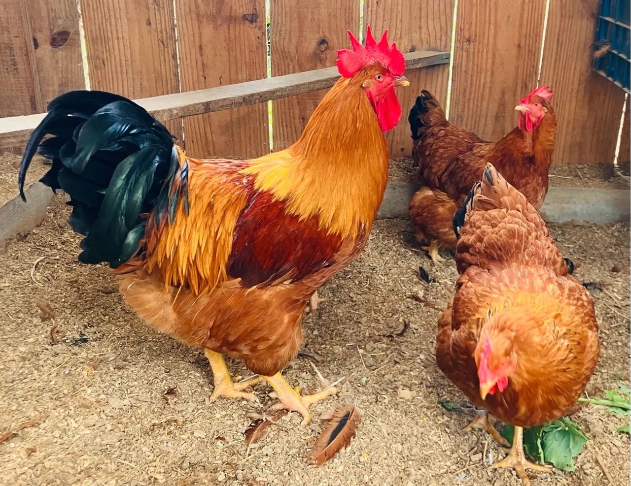 Ovos galado New Hampshire - Foto 2