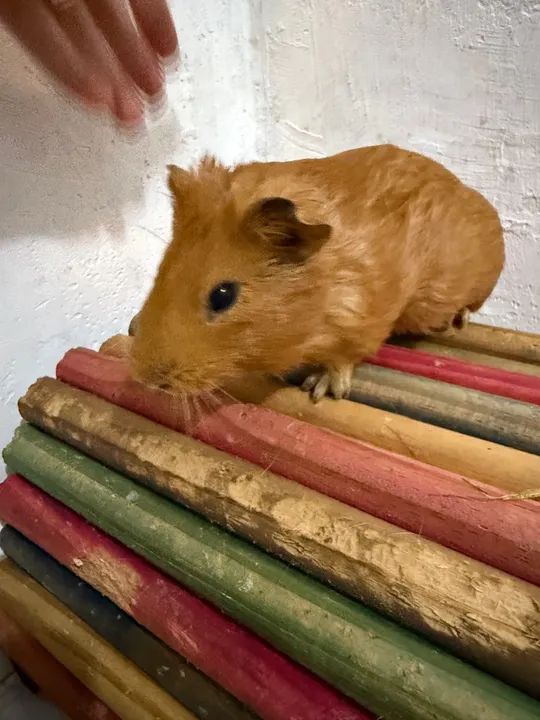 Porquinho da índia  - Foto 3