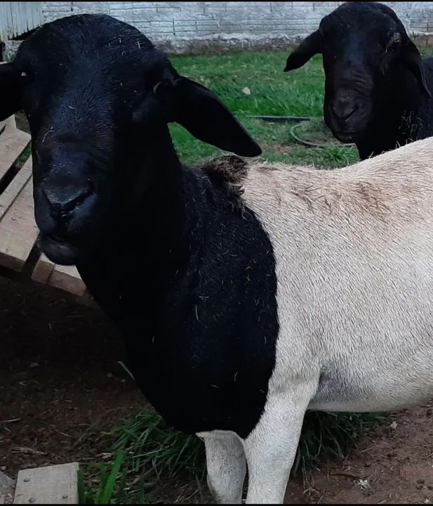 Ovelhas R$ 600,00