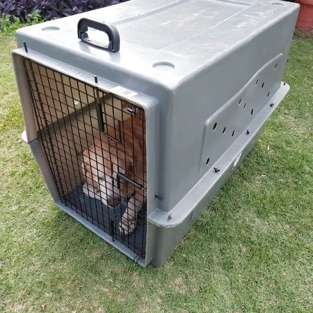 Locação de Caixa de Transporte para Cachorros (viagem Rodoviária) - Foto 2