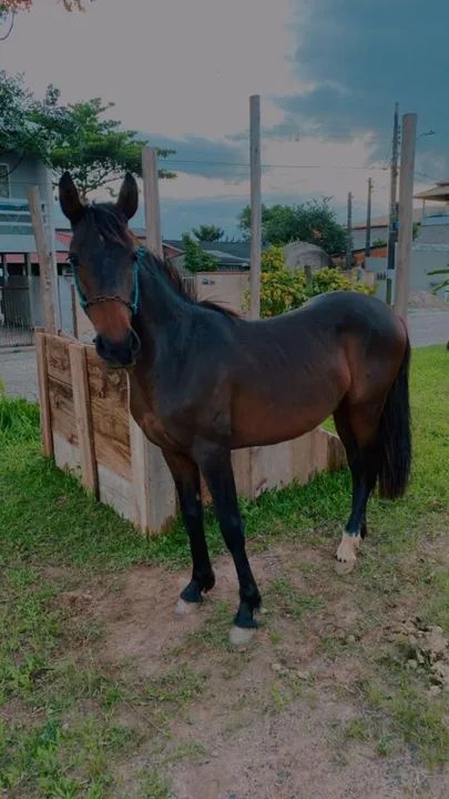 Vendo ou troco por mangalarga marchador  - Foto 5