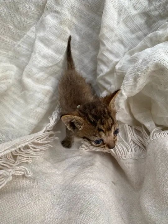 Gatinhos para adoção! - Foto 5