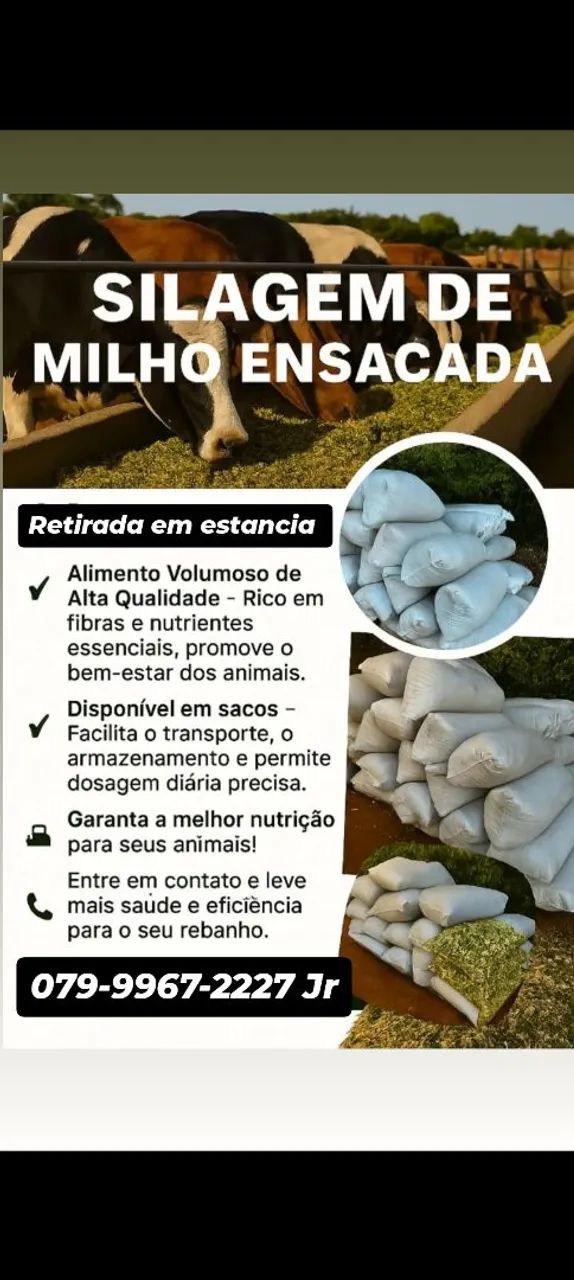 SILAGEM DE MILHO ENSACADA DE EXTREMA QUALIDADE  - Foto 2