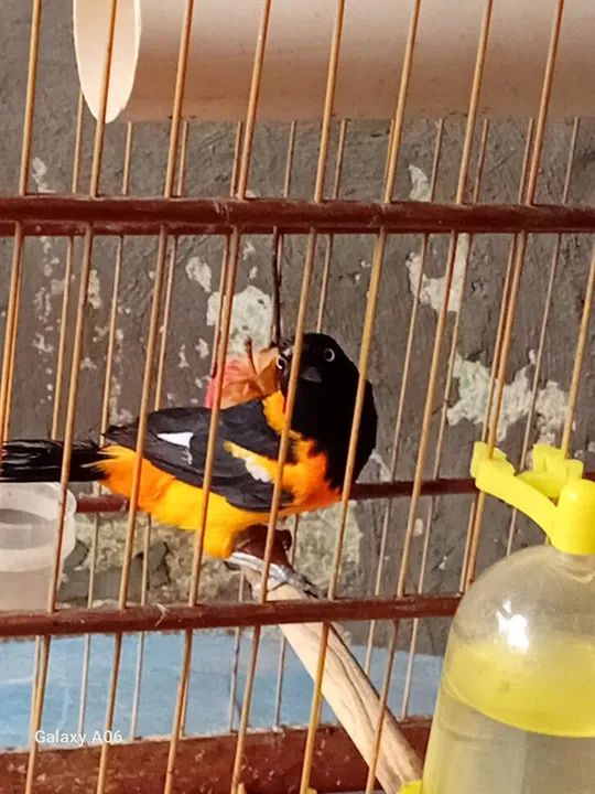 Gaiola linda - Foto 2