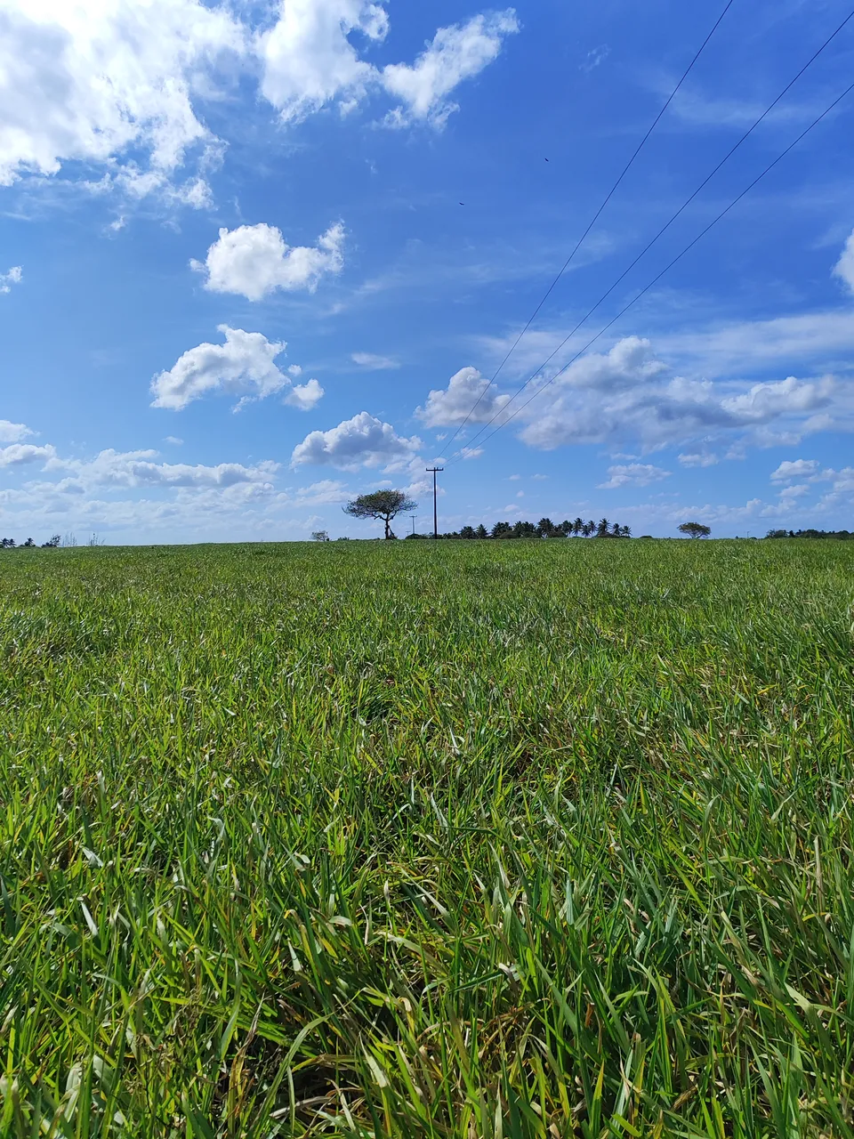 fazenda com 230 hectares no vale de Monte Alegre riquíssima em água e pasto
