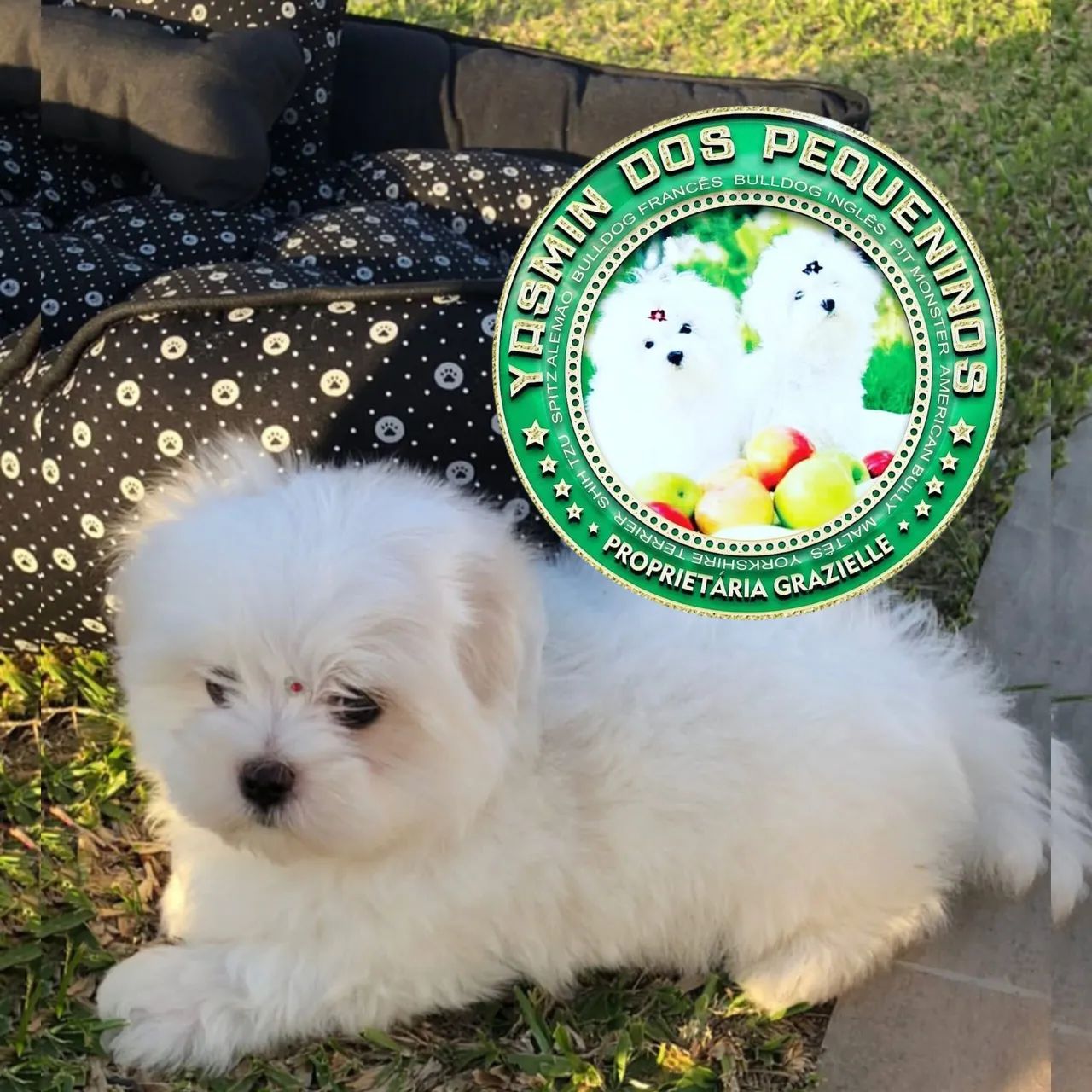 Maltês Promoção imperdível Última Boneca micro baby face 