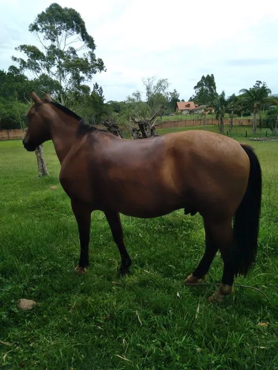LINDO CAVALO, CRIOULO, CONFIRMADO, DE LAÇO. - Foto 5