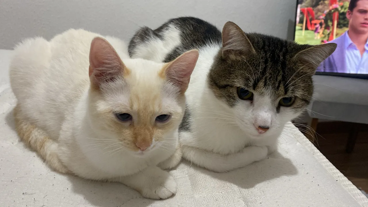 Dois gatos adoráveis para adoção