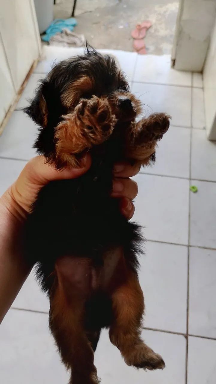 Yorkshire Terrier filhote